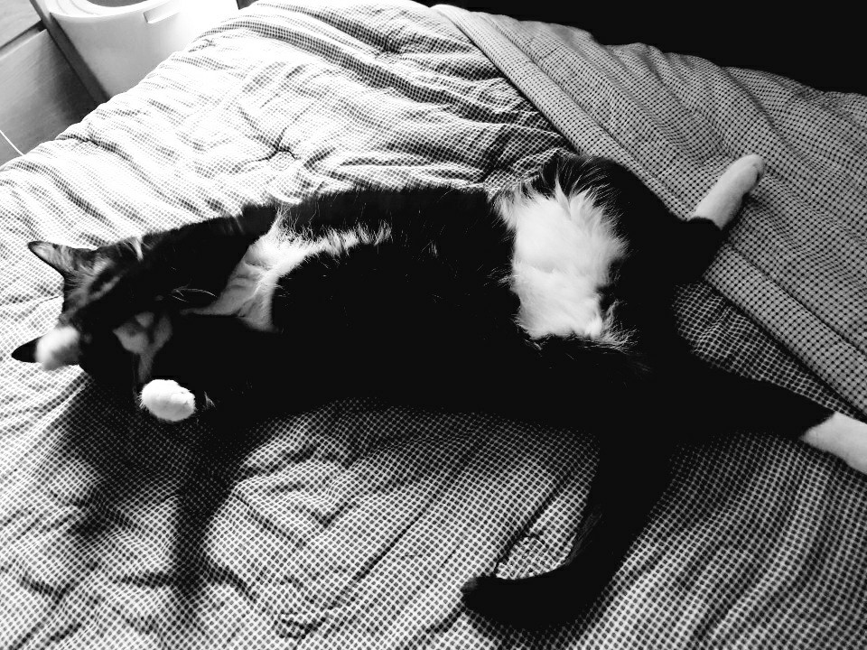 papercat